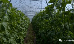 西昌吃瓜事,揭秘背后的真相与反思