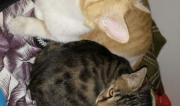 娱乐吃瓜猫嘎嘎,揭秘娱乐圈幕后趣闻