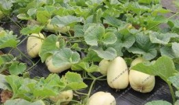 吃瓜成长记,见证青春岁月的甜蜜与苦涩