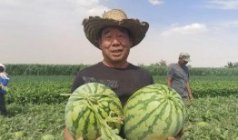 西北民族吃瓜网,吃瓜网带你领略风味盛宴