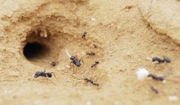 季蚂虫吃瓜白了吃,一场奇妙的味蕾之旅