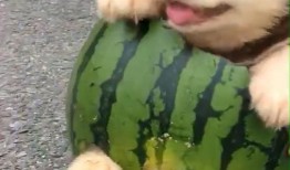 顺风狗吃瓜,揭秘娱乐圈背后的秘密与真相