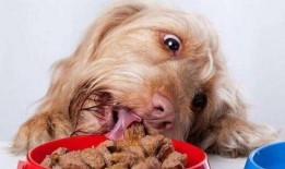 顺风狗吃瓜,揭秘娱乐圈背后的秘密与真相