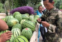 金昌吃瓜,探寻瓜果美食的甜蜜奥秘