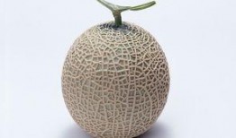 孕妇可吃蜜瓜,营养美味两不误的孕期佳品