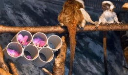 小毛猴吃瓜,小毛猴的夏日瓜果盛宴