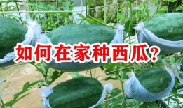 种个瓜自己吃,从种瓜到收获的田园生活实践