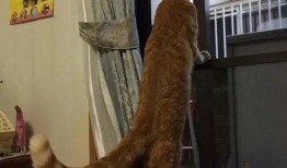 猫咪吃瓜吃多了,健康问题引关注