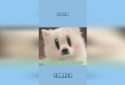 新疆小猫吃瓜,新疆小猫的夏日瓜果盛宴