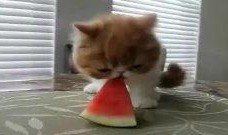 猫吃瓜比赛视频