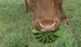 牛牛牛吃瓜,一场别开生面的田园盛宴