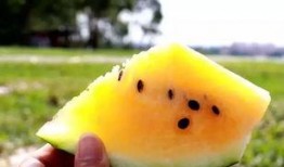 脆瓜贵还是沙瓜贵吃呢视频,哪一种更值得品尝？