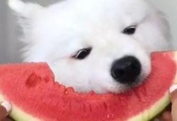 萨摩耶吃瓜被打,宠物行为引发的思考与启示