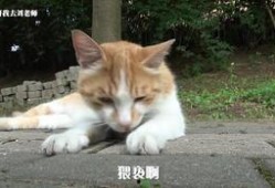 瓜园里吃瓜的老鼠叫什么,聆听吃瓜老鼠的奇妙叫声