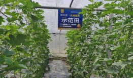 爱大瓜吃大瓜,揭秘娱乐圈的甜蜜诱惑与麻辣冲突