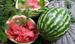 学习吃瓜的方法,掌握社交乐趣的秘诀