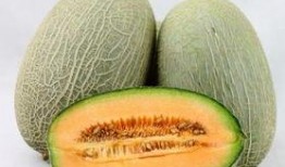 吃完鸽子可以吃哈密瓜