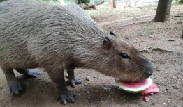 黑猩猩吃瓜视频,揭秘灵长类动物的天然趣味