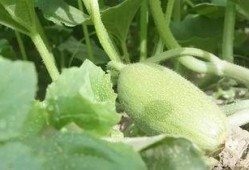 新疆吃瓜贴吧,揭秘新疆网络社区的热议话题