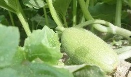 新疆吃瓜贴吧,揭秘新疆网络社区的热议话题