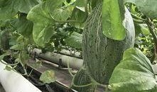 新疆吃瓜贴吧,揭秘新疆网络社区的热议话题