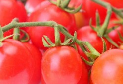 贵妃吃瓜番茄小说