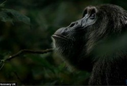 黑猩猩吃瓜视频,揭秘灵长类动物的天然趣味