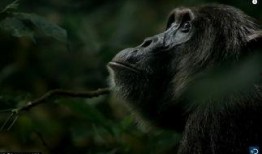 黑猩猩吃瓜视频,揭秘灵长类动物的天然趣味