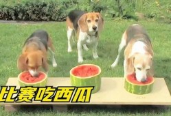 给狗子吃瓜图,狗子欢乐时光