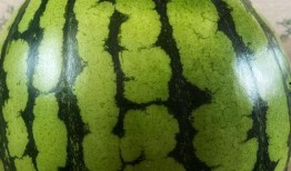 长垣吃瓜视频表演,一场别开生面的民间艺术盛宴