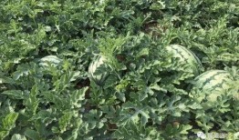 吃瓜主厨,揭秘美食背后的故事与传奇