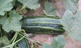 夏天吃哪几样瓜,夏日消暑瓜果盛宴