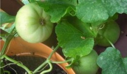 吃瓜摸鱼全集,揭秘娱乐圈背后的秘密与真相