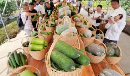 西雅中学吃瓜,揭秘校园里的热点话题