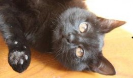 来大姨妈可以吃猫瓜草吗