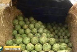 曲阳大瓜吃瓜群众,揭秘吃瓜群众的狂欢盛宴