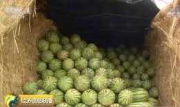 曲阳大瓜吃瓜群众,揭秘吃瓜群众的狂欢盛宴