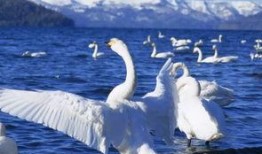 天鹅吃瓜精彩片段,一场别开生面的生态盛宴