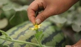 吃小瓜烂嘴,吃后烂嘴警示录