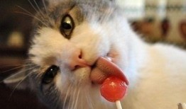 猫咪吃瓜吃多了,健康问题引关注