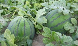 吃瓜地水,探寻神秘水源背后的故事