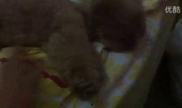 在日本吃瓜视频,揭秘日本街头美食与生活百态